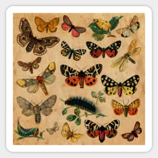 Butterflies Sticker